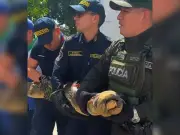 Bomberos de Bucaramanga rescatan babilla en vivienda rural de Santa Rita