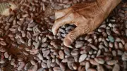 Cacao colombiano conquista Ámsterdam con respaldo de más de 25.000 familias campesinas