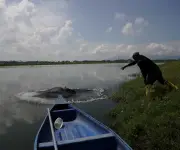 Camarón ecuatoriano supera al petróleo como principal producto de exportación en 2025