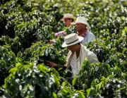 Cambio climático amenaza producción mundial de café: Colombia entre los más afectados