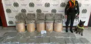 Canina 'Candy' frustra envío de marihuana de $100 millones en Mosquera con su olfato