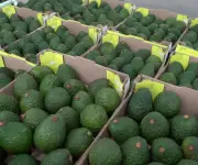 Carteles mexicanos extorsionan la industria del aguacate para el Super Bowl
