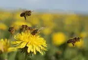 Científicos descubren cómo la química cerebral predice la velocidad de aprendizaje en abejas
