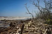Ciénaga Los Manatíes en peligro: el mar arrasa mangles y amenaza viviendas en Puerto Colombia