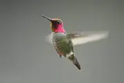 Cómo atraer colibríes a su jardín: consejos prácticos para fomentar su visita