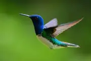 Colibríes en casa: significado espiritual, Feng Shui y su rol como indicador ambiental
