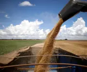 Cosecha de soya brasileña avanza al 21%, un 24% menos que el año anterior
