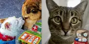 Curso gratuito de primeros auxilios para mascotas ante emergencias climáticas en Colombia