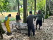 Dagma de Cali rescata caimán del Lago de la Babilla para liberarlo en el Pacífico colombiano