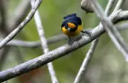 Descubren por primera vez en Colombia el ave Euphonia violacea en el Parque Nacional El Tuparro
