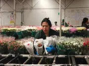 Detrás de escena: el arduo trabajo en los cultivos de flores colombianos