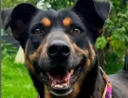 Dognatón busca fondos para refugio de perros rescatados en Colombia