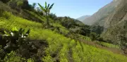 Economía de la coca dinamiza regiones pero debilita finanzas públicas y ambiente
