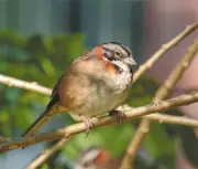 El canto de las aves en Bogotá: un lujo que se concentra en barrios de estratos altos