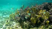 Estudio revela que la mitad de los arrecifes de coral del mundo sufrieron daños por ola de calor
