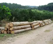 Exportaciones forestales de Ecuador alcanzan récord histórico de US$737 millones en 2025
