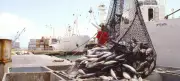 FAO advierte: hasta el 20% del pescado mundial podría ser objeto de fraude alimentario