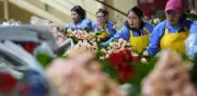 Flores colombianas inundan EE.UU. para San Valentín con récord de exportaciones