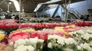 Floricultura colombiana en su punto máximo: 900 millones de tallos para San Valentín