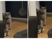 Gata Violet se vuelve viral en Australia por su confusión durante el Ramadán familiar