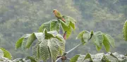 Huila registra histórico avistamiento del periquito aliamarillo y alcanza 759 especies de aves