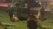 Indignación en Bogotá por video de hombre pateando a su perro en conjunto residencial