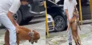 Indignación en Buga por brutal maltrato animal captado en video viral