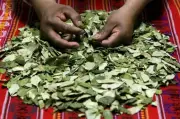 La hoja de coca: más que una planta, un símbolo cultural indígena en Colombia