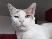 Macarrón, el gato que espera un hogar desde hace más de 1.500 días en Bogotá