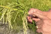 Ministerio de Agricultura garantiza abastecimiento de arroz en Colombia pese a reducción de siembra