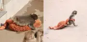 Mono bebé se aferra a peluche tras rechazo materno en zoológico japonés