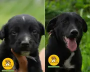 Negro, el perro que lleva cinco años en un refugio sin recibir una sola solicitud de adopción