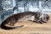 Nutria rescatada en Cali no podrá volver a su hábitat natural por signos de domesticación