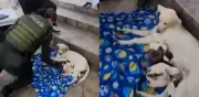 Patrullera de Bucaramanga asistió parto de perrita callejera y rescató a sus ocho cachorros