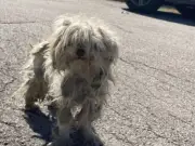 Perrita Neda sobrevive comiendo animales atropellados en Houston y ahora busca recuperación