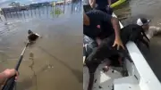 Perro es rescatado tras nadar con sus últimas fuerzas en inundaciones de Córdoba