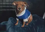 Perro Kalon desaparece en Bogotá: Urge búsqueda por enfermedad hepática