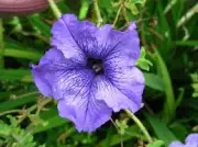 Petunias: La Flor Versátil que Embellece Hogares y Complementa Huertas
