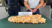 Policía captura a dos mujeres por comercializar 629 huevos de iguana en Cartagena