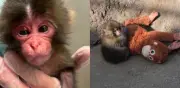Punch, el macaco viral: así lucía en sus primeros días junto a su peluche en Japón