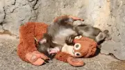Punch, el mono bebé japonés que encuentra consuelo en un peluche tras ser abandonado