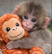 Punch, el mono viral del zoológico de Ichikawa, logra integración total en su manada