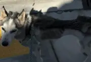 Rescatista desafía pronósticos veterinarios y salva a husky con infección mortal