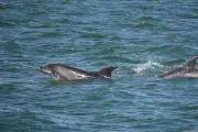 Residuos electrónicos contaminan cerebros de delfines en el mar de China Meridional