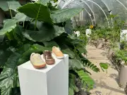 Sector calzado santandereano opera al 20% de capacidad pero apuesta a feria para recuperación