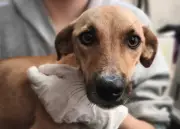 Tras inundaciones en Córdoba, más de 500 animales rescatados buscan hogar en Medellín