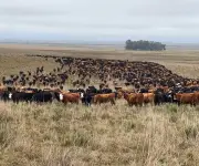Uruguay declara emergencia agropecuaria por sequía en 11 departamentos por 90 días