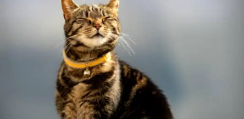 A los 11 años un gato se considera viejo: veterinarios explican las etapas de su ciclo vital