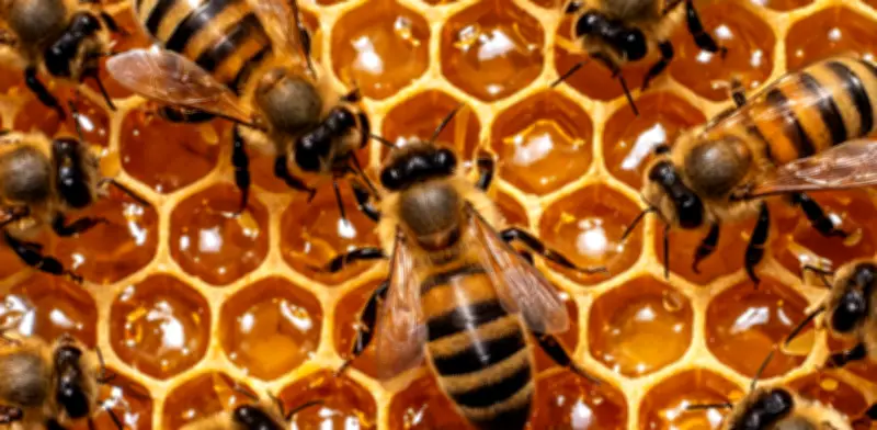 Abejas perfeccionan su danza comunicativa según el tamaño de su audiencia en la colmena