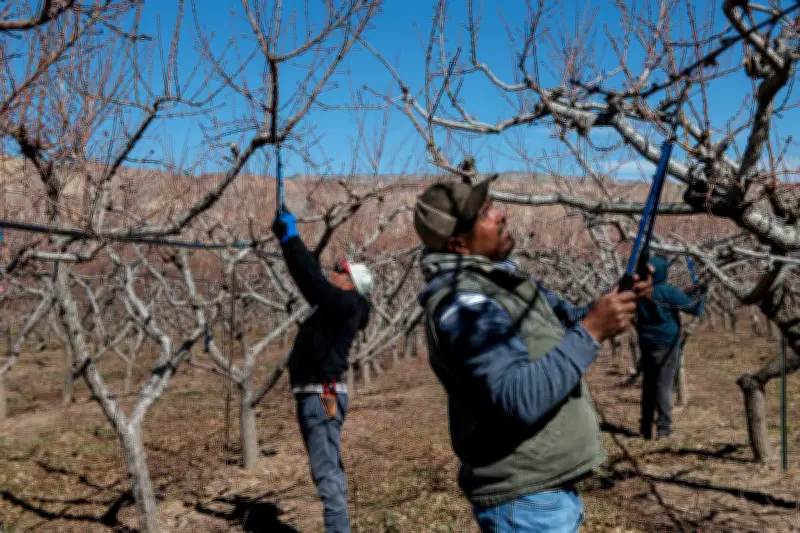 Agricultores estadounidenses enfrentan crisis laboral pese a promesas de deportaciones masivas